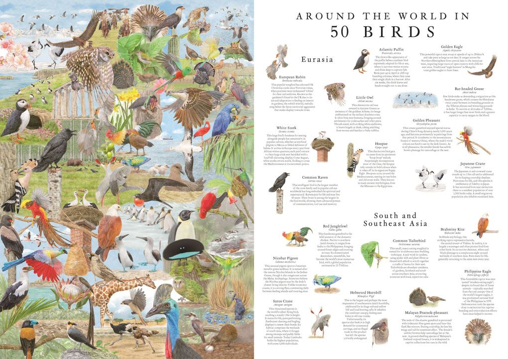 Around the World in 50 Birds - 1000 piece jigsaw puzzle - Image 2