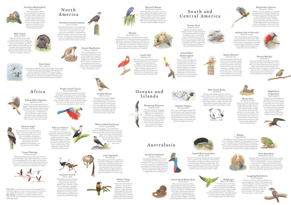 Around the World in 50 Birds - 1000 piece jigsaw puzzle - Image 3