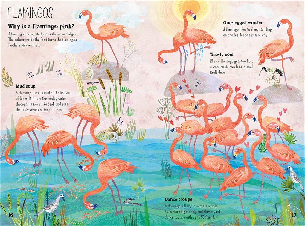 Big Book Of Birds - Image 4