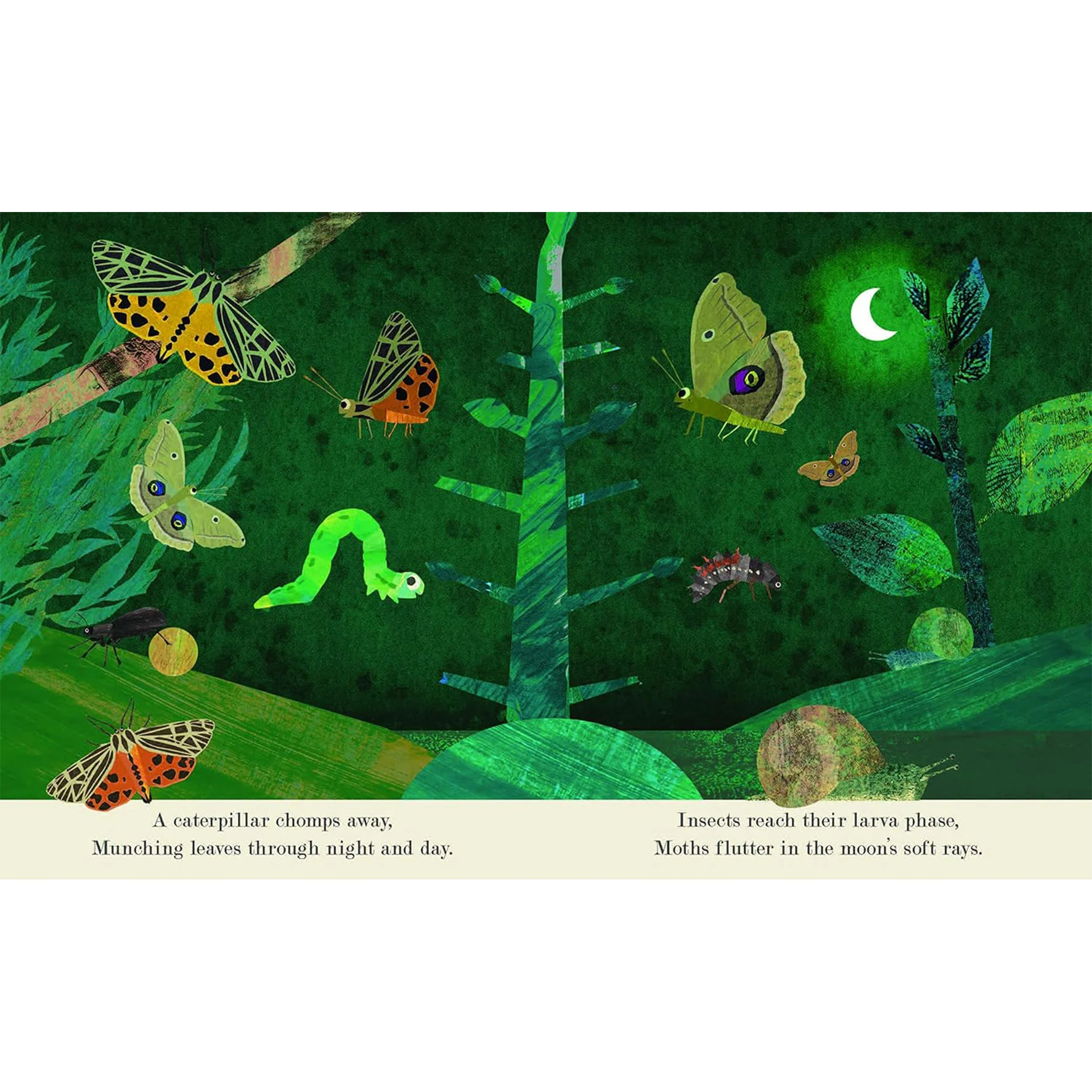 Bugs: Explore a tiny world full of life - Image 4