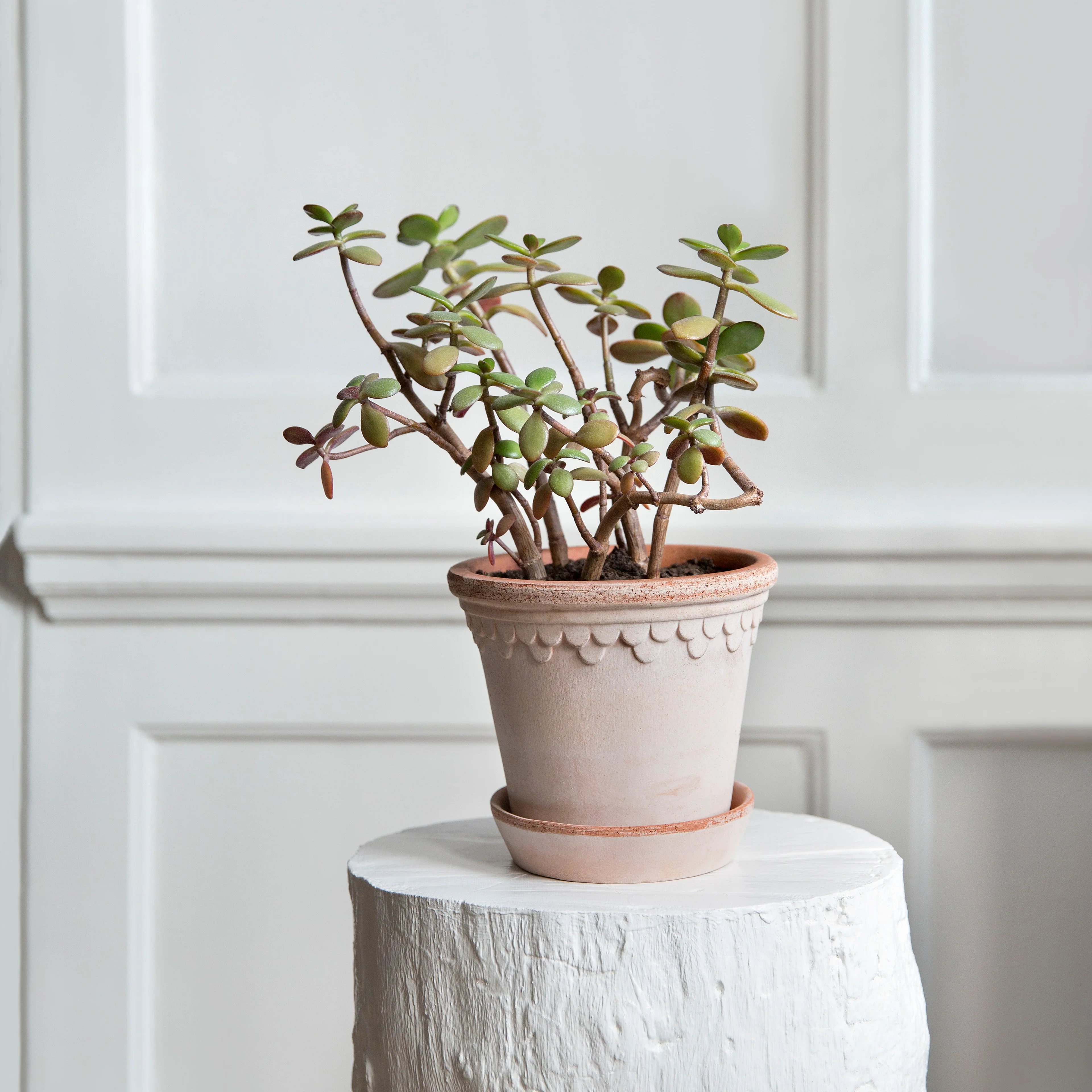 Bergs Potter - Copenhagen Terracotta Pot and Saucer 12cm - Image 2