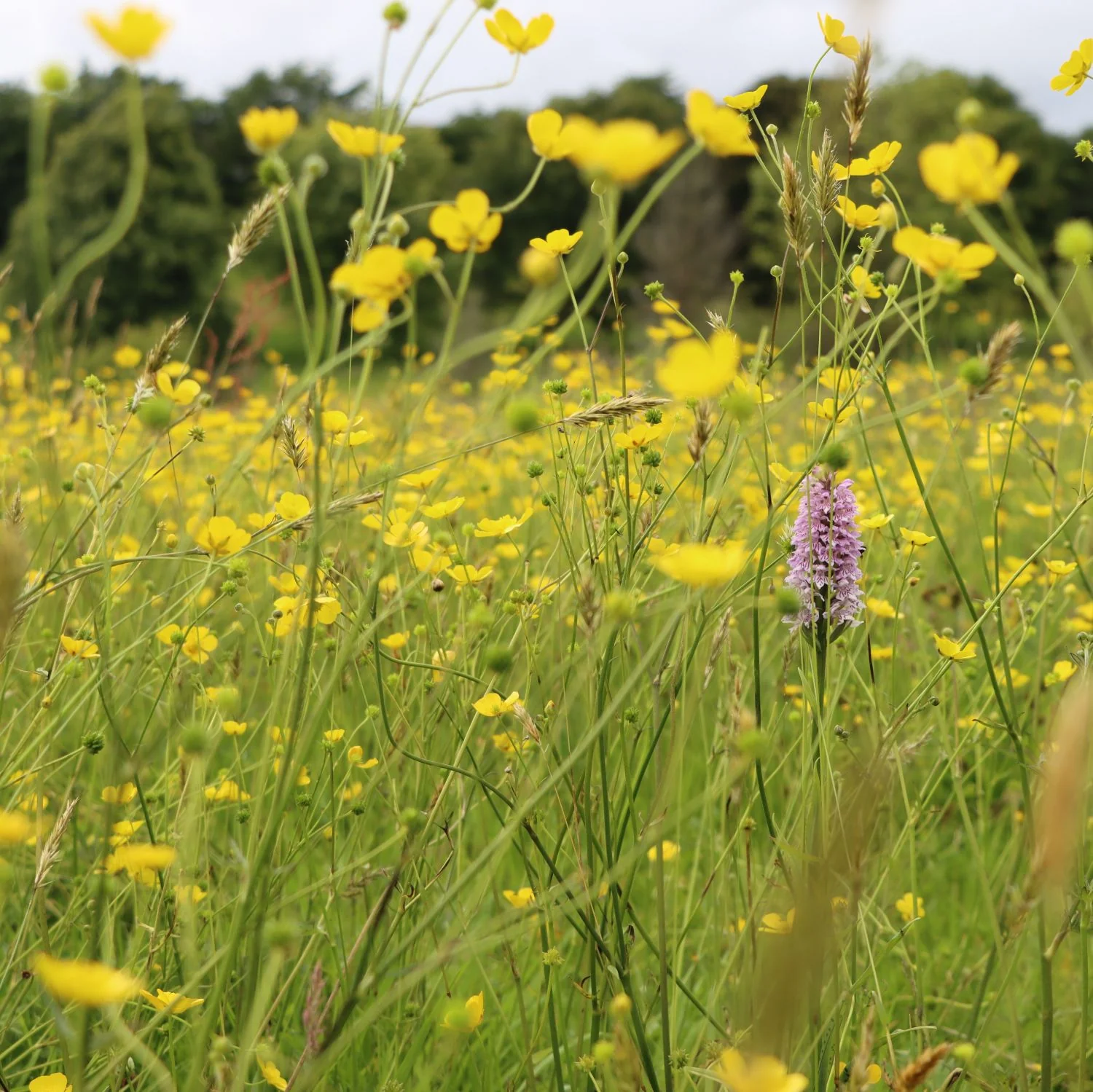 Nature-positive Amenity Grasslands Course (Online Course)