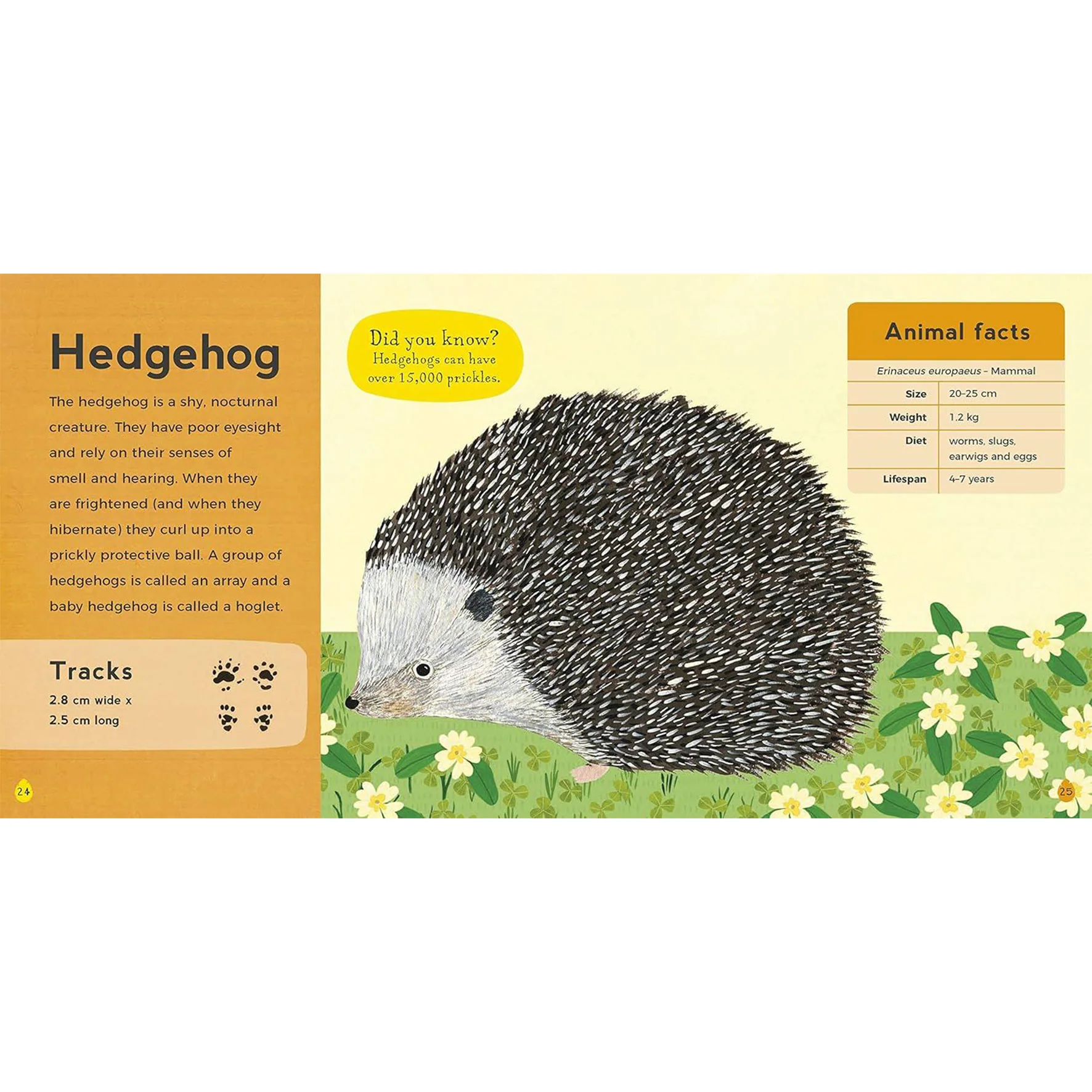 My First Book of Woodland Animals - Image 3