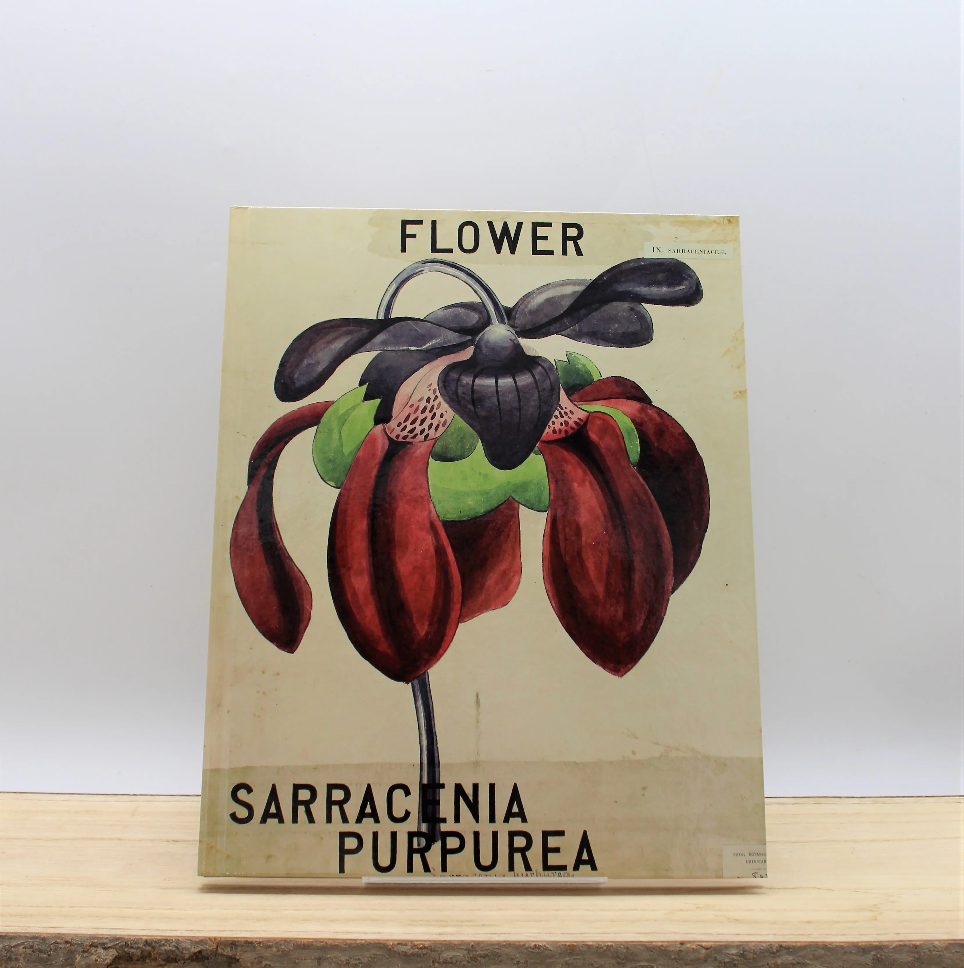 Nature Study: Louise Bourgeois and John Hutton Balfour - Image 2