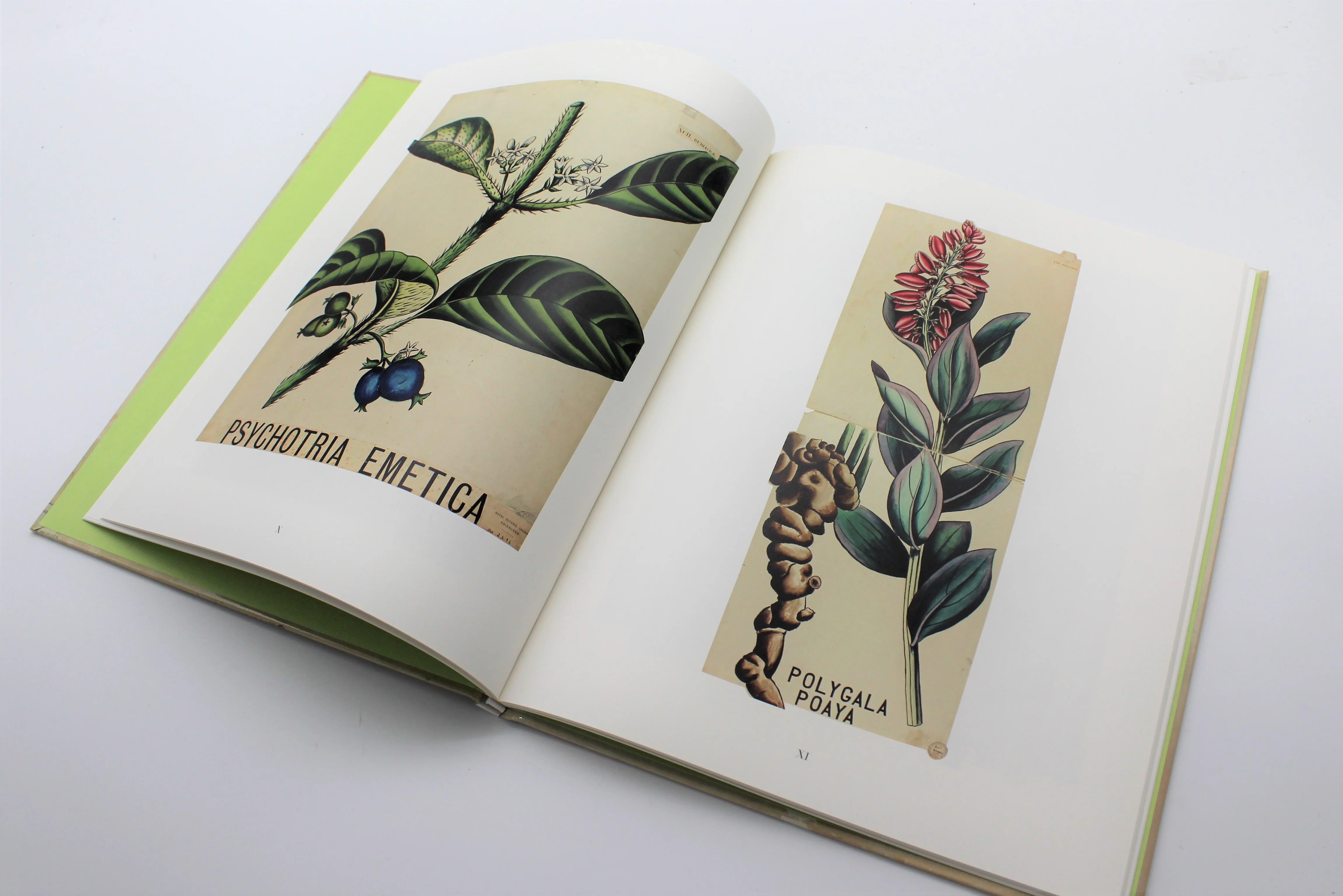 Nature Study: Louise Bourgeois and John Hutton Balfour - Image 5