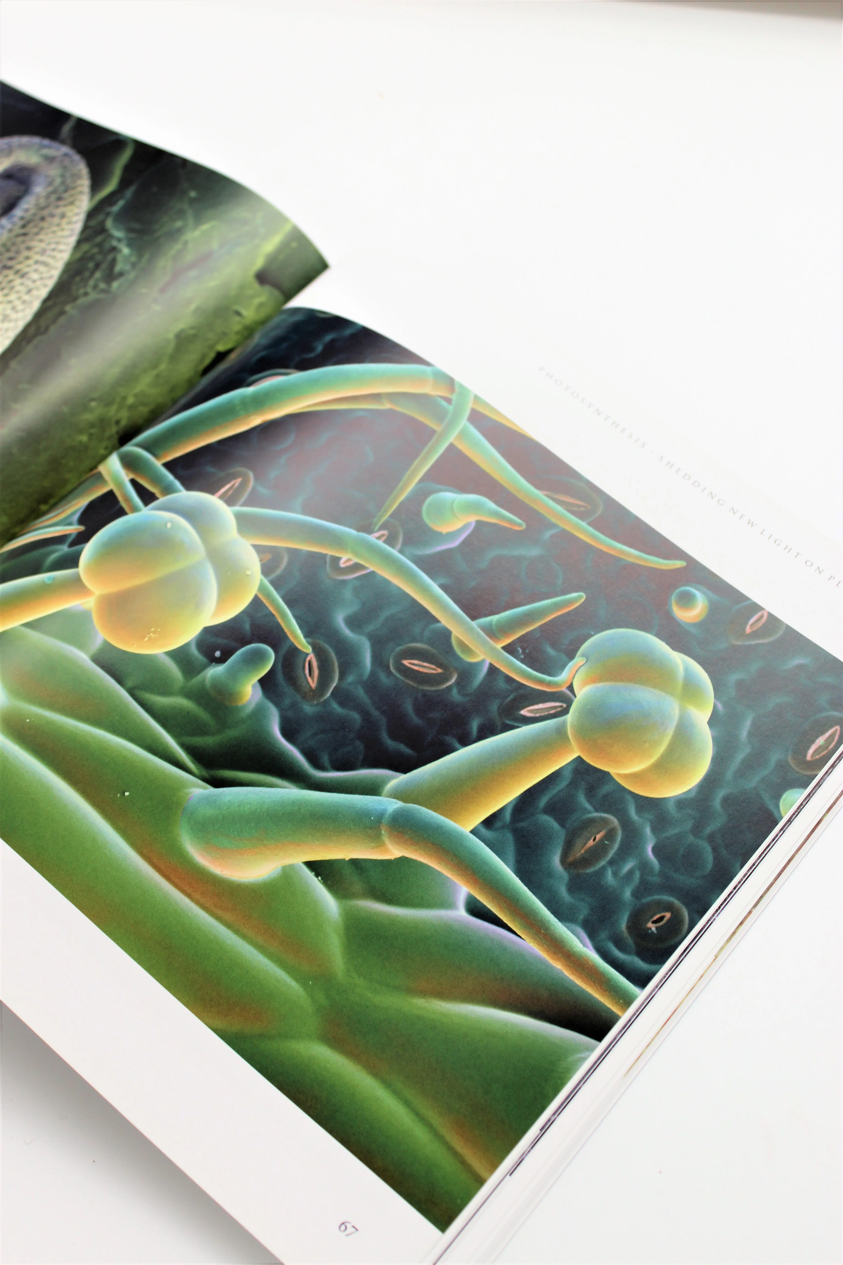 Photosynthesis: Shedding New Light on Plants - Image 2