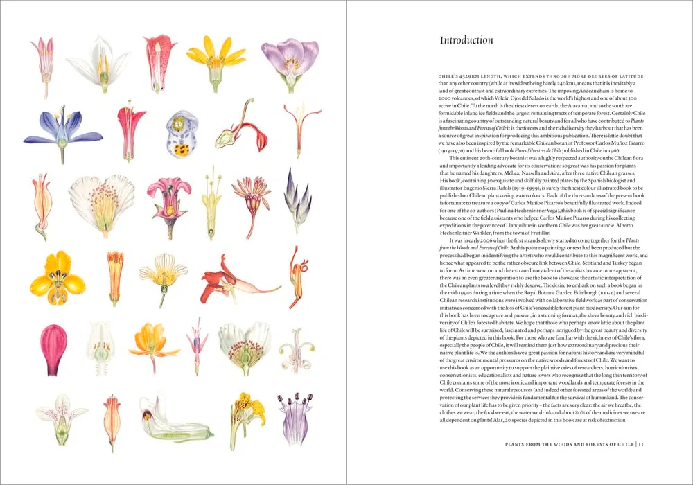 Plants from the Woods & Forests of Chile - Image 4