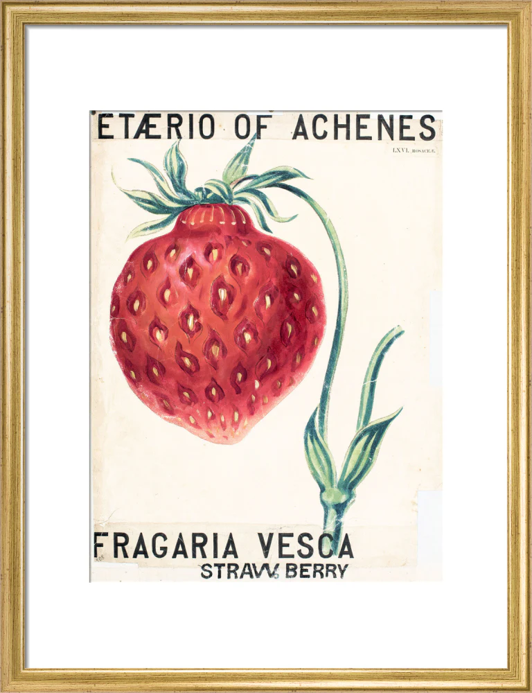 Fragaria Elatior - Image 10