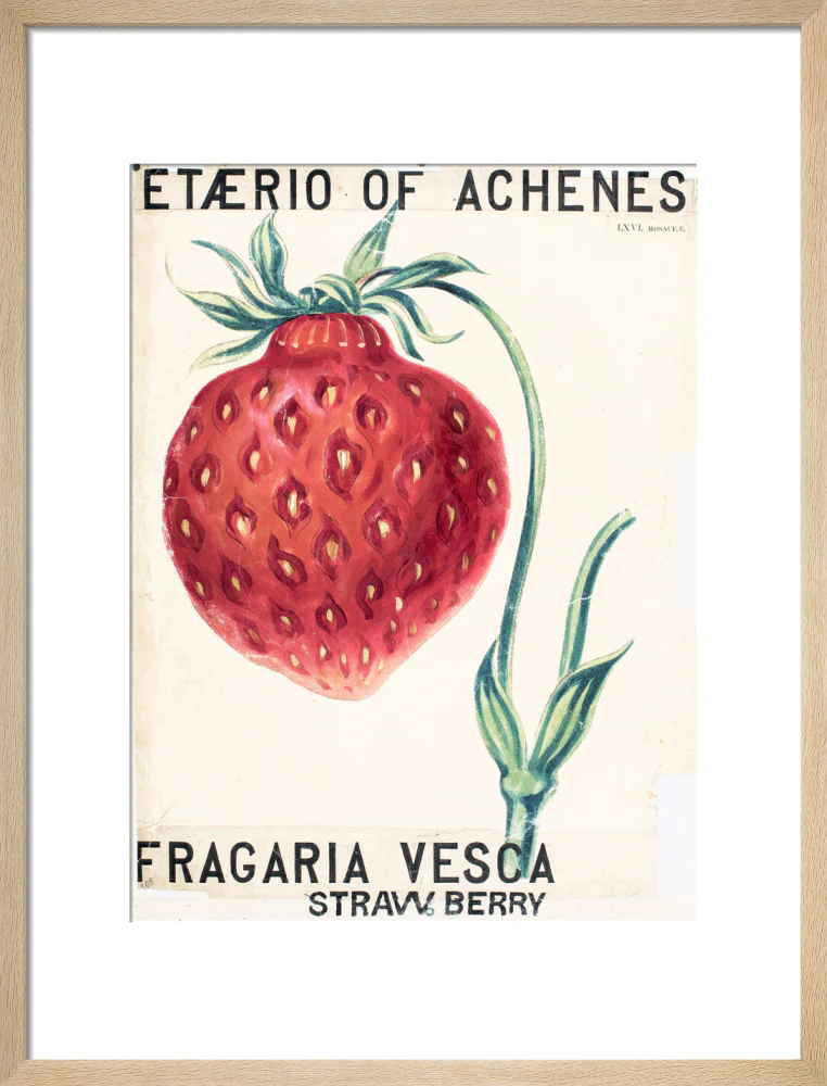 Fragaria Elatior - Image 11