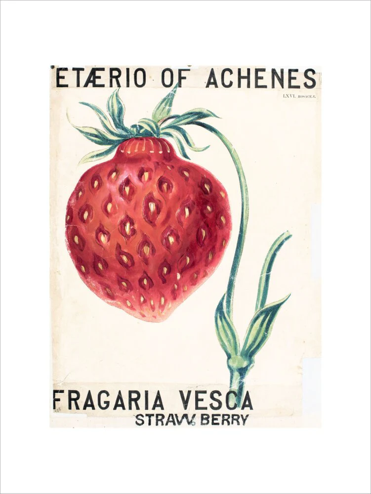 Fragaria Elatior - Image 12
