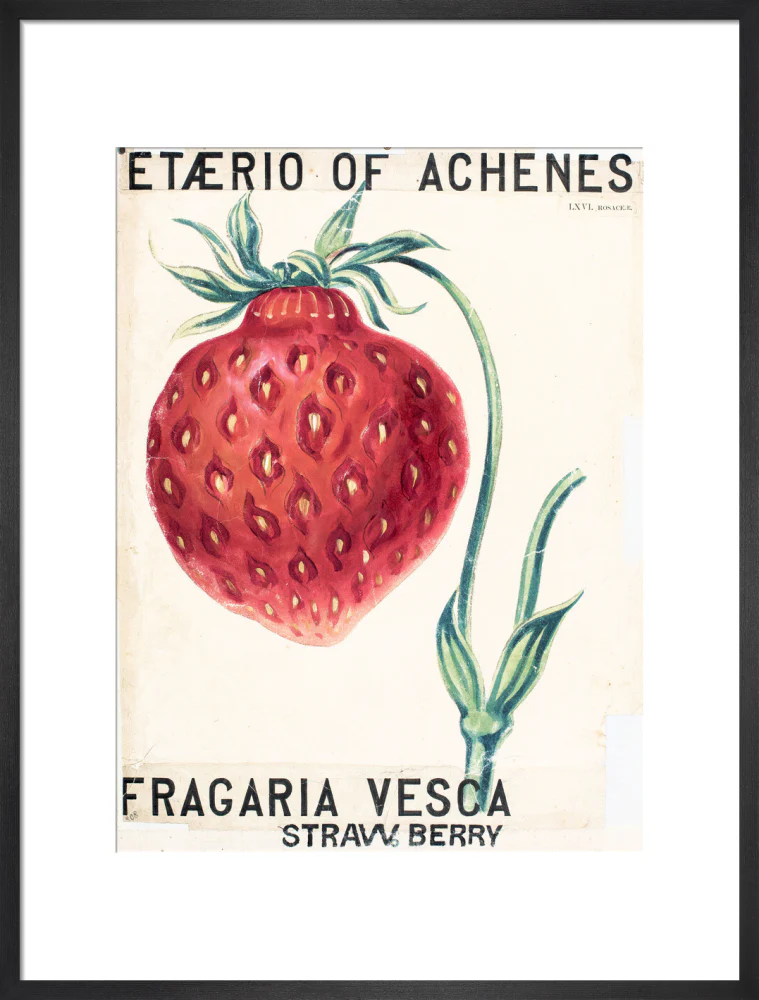Fragaria Elatior - Image 13