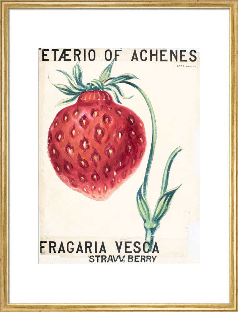Fragaria Elatior - Image 15
