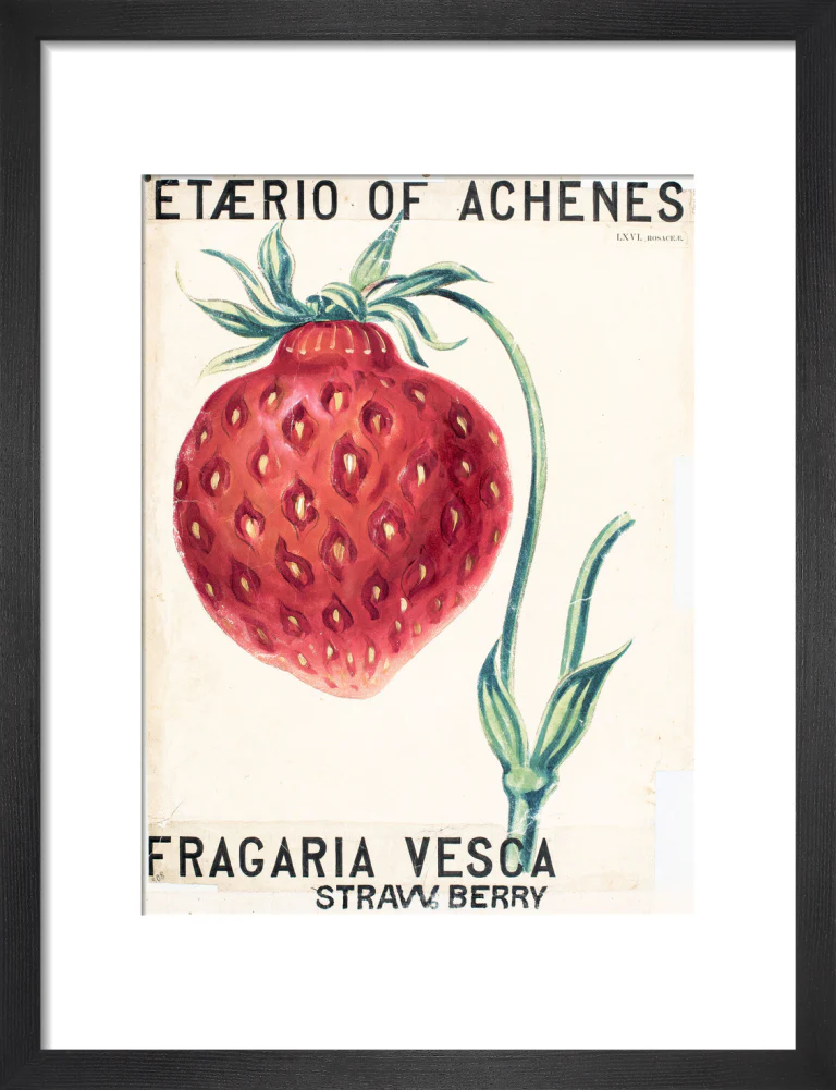 Fragaria Elatior - Image 3