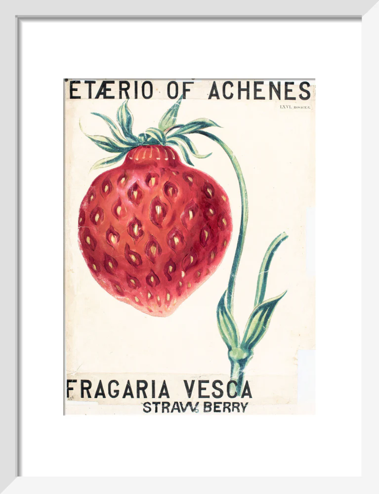 Fragaria Elatior - Image 4
