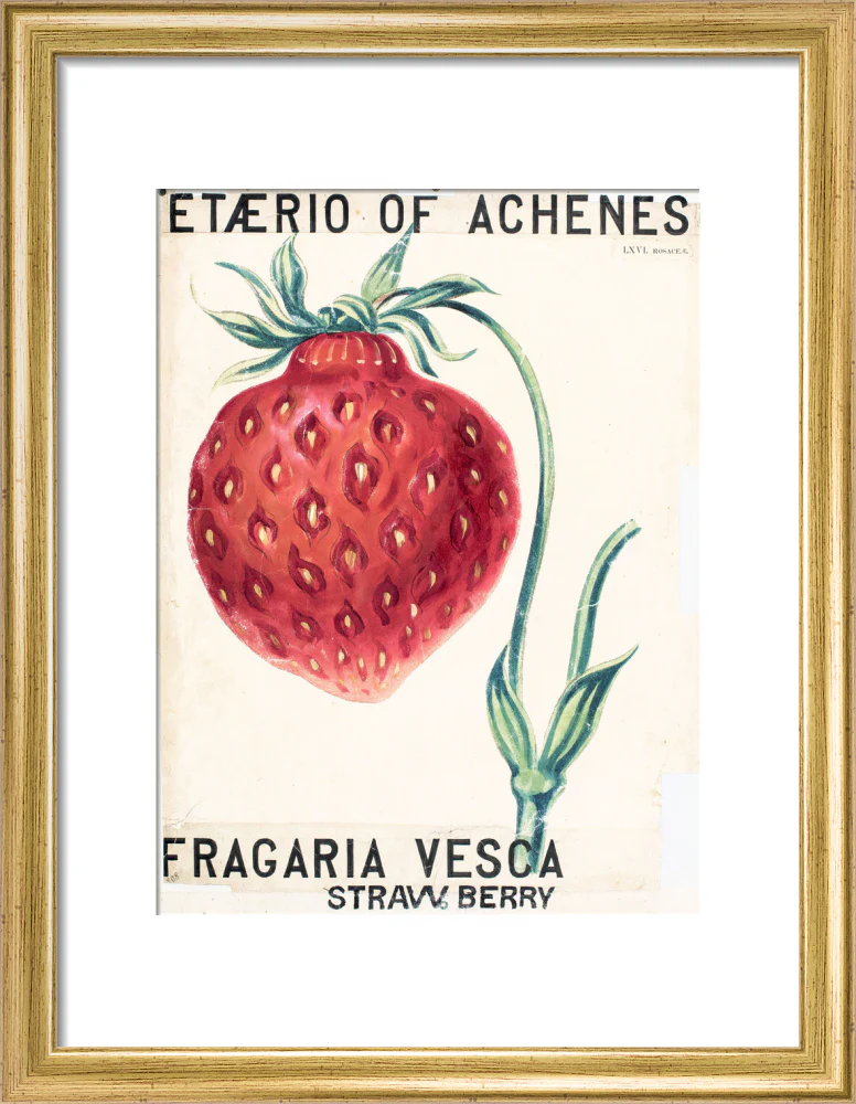 Fragaria Elatior - Image 5