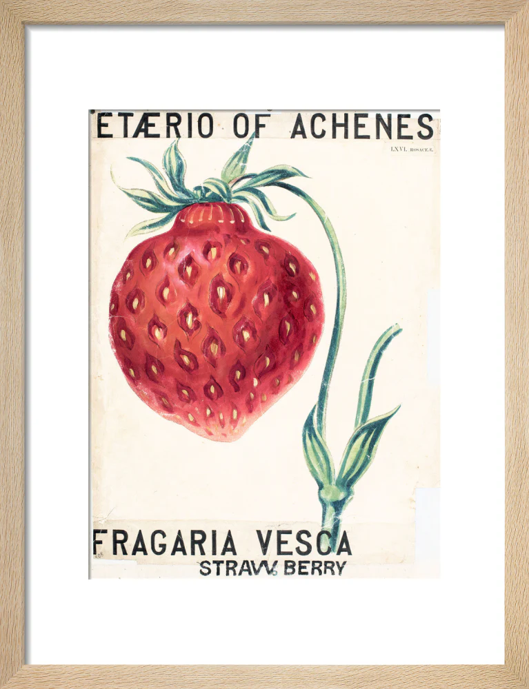 Fragaria Elatior - Image 6