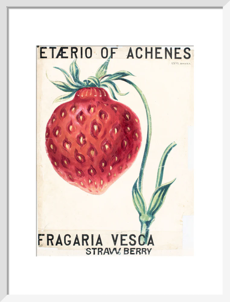 Fragaria Elatior - Image 9