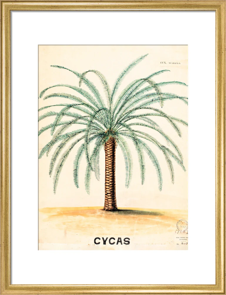 Cycas from John Hutton Balfour Teaching Diagram Collection - Image 10