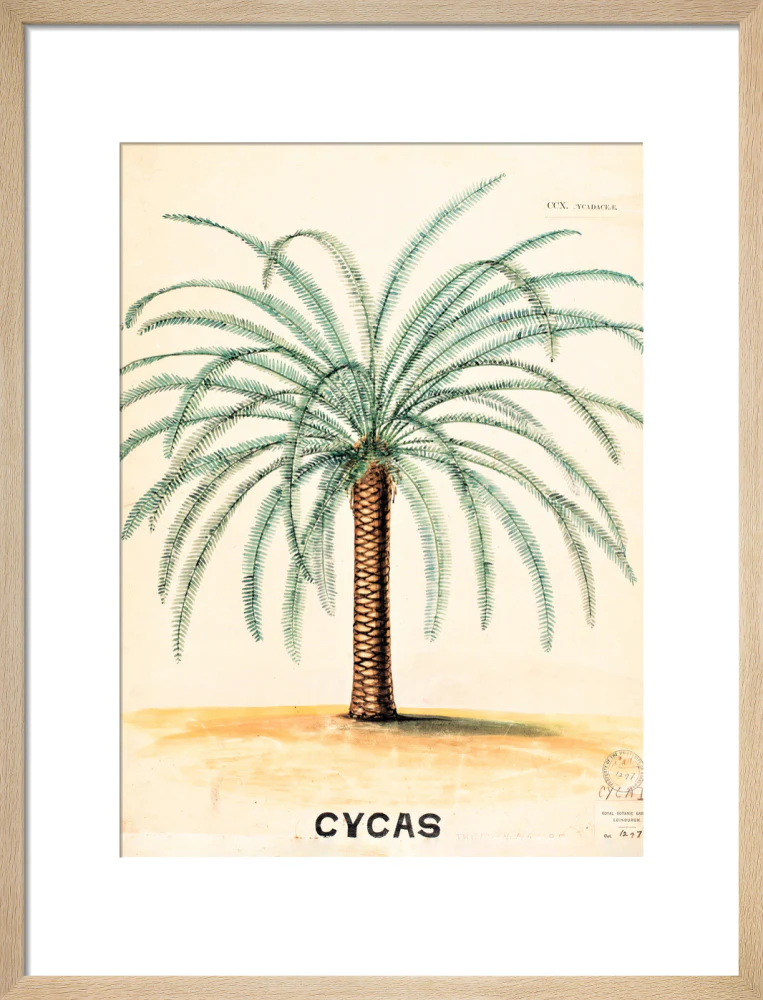 Cycas from John Hutton Balfour Teaching Diagram Collection - Image 11