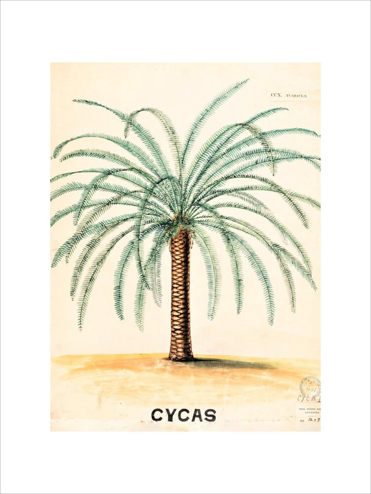 Cycas from John Hutton Balfour Teaching Diagram Collection - Image 12