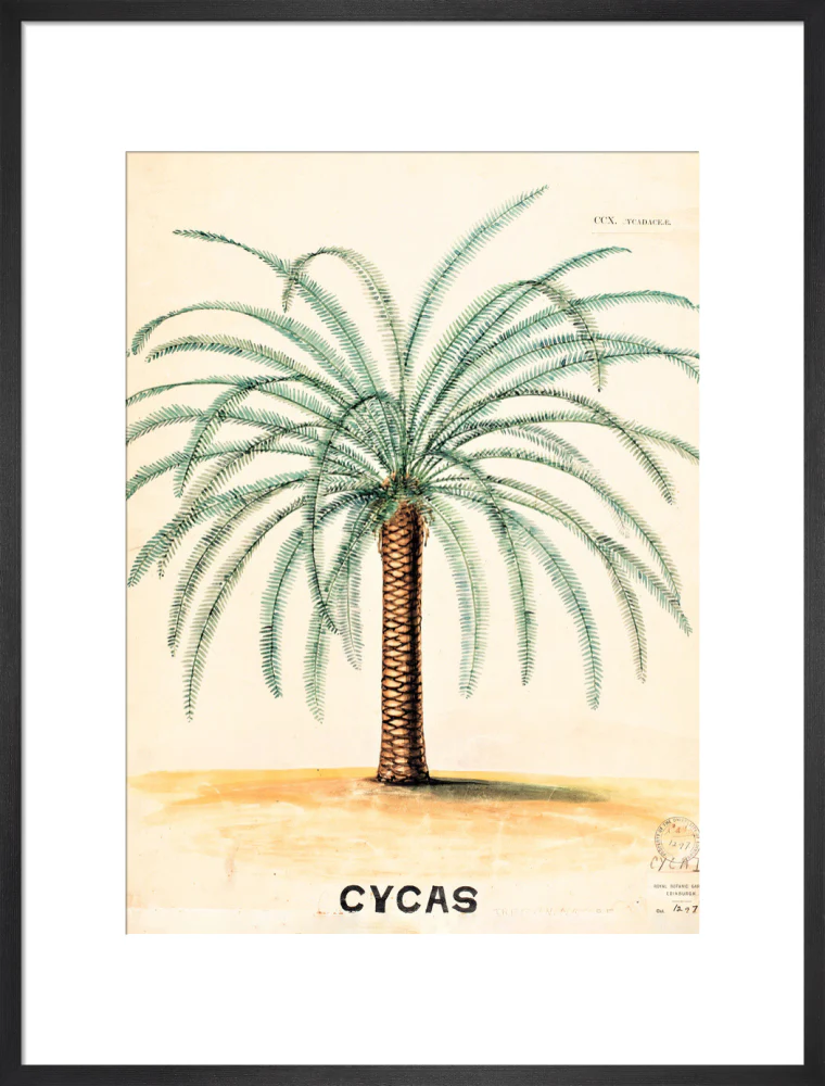 Cycas from John Hutton Balfour Teaching Diagram Collection - Image 13