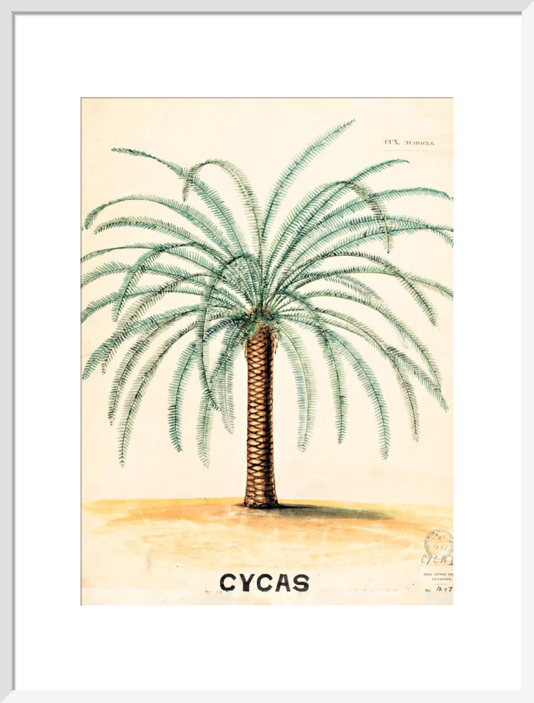 Cycas from John Hutton Balfour Teaching Diagram Collection - Image 14