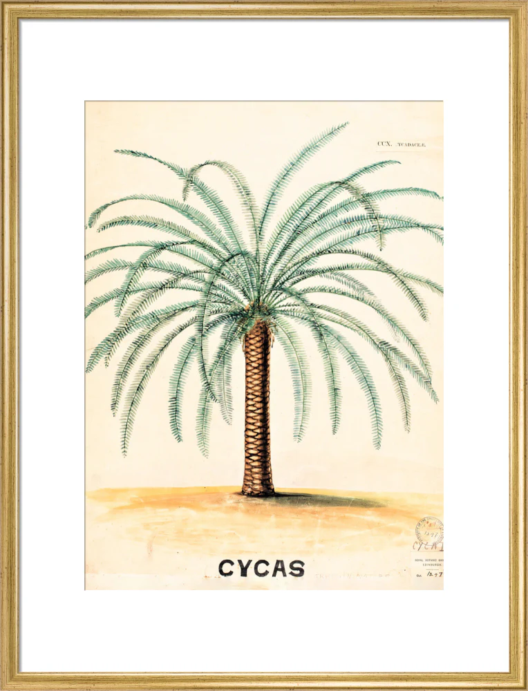Cycas from John Hutton Balfour Teaching Diagram Collection - Image 15