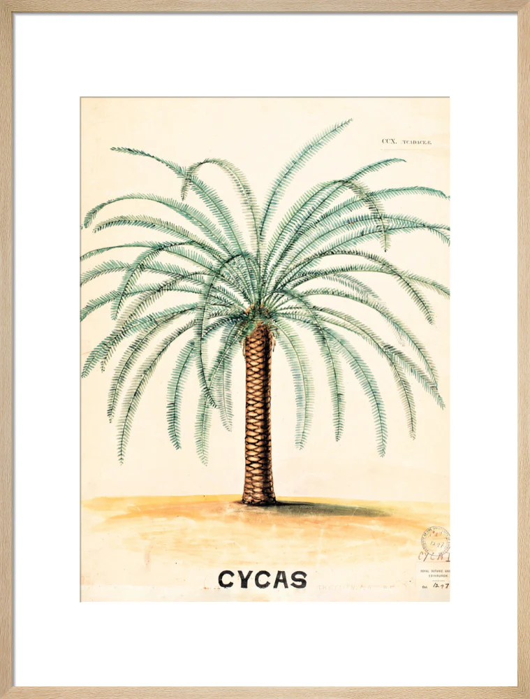 Cycas from John Hutton Balfour Teaching Diagram Collection - Image 16