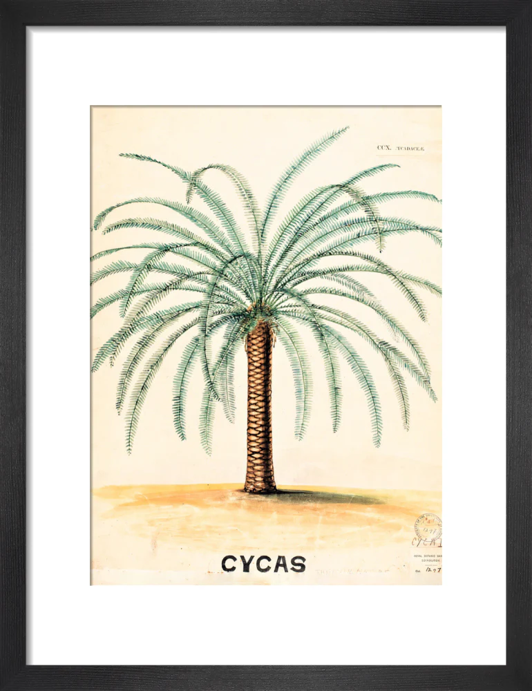Cycas from John Hutton Balfour Teaching Diagram Collection - Image 3