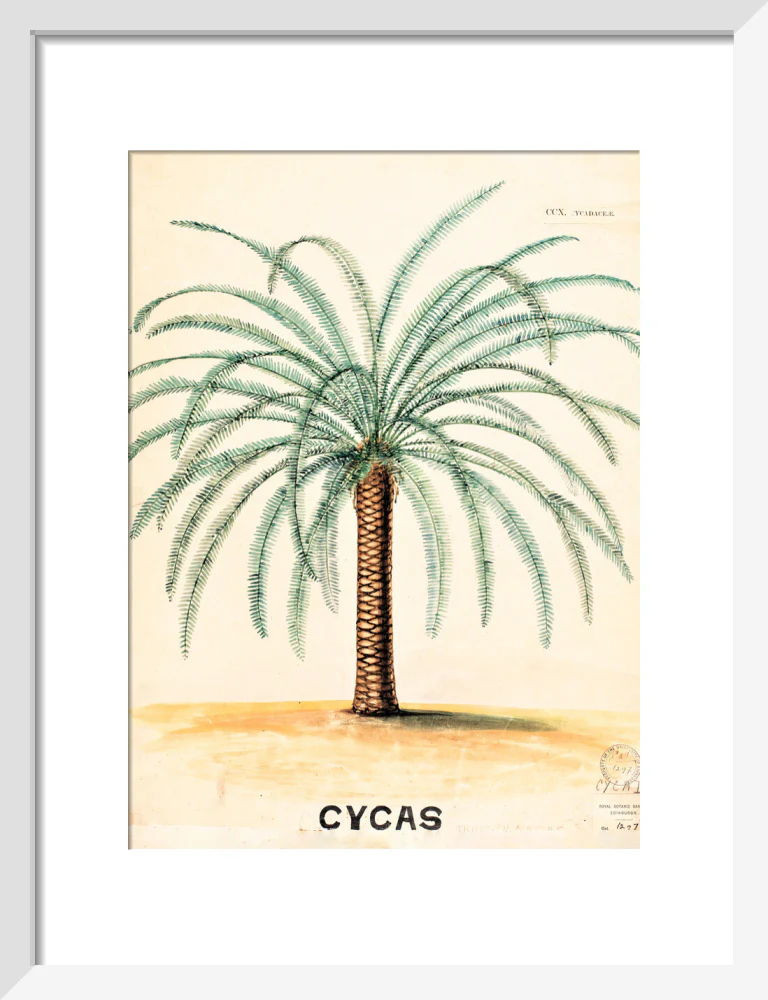 Cycas from John Hutton Balfour Teaching Diagram Collection - Image 4