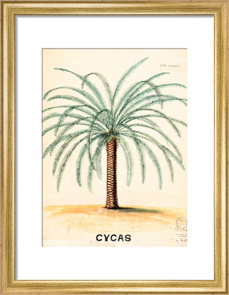Cycas from John Hutton Balfour Teaching Diagram Collection - Image 5