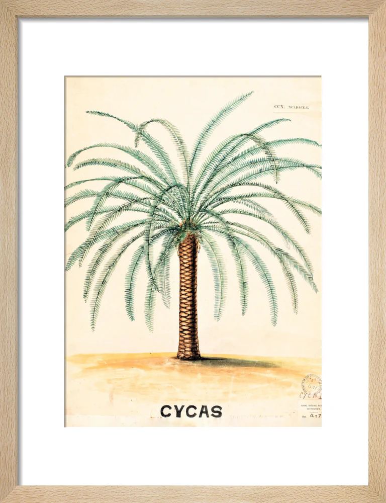 Cycas from John Hutton Balfour Teaching Diagram Collection - Image 6
