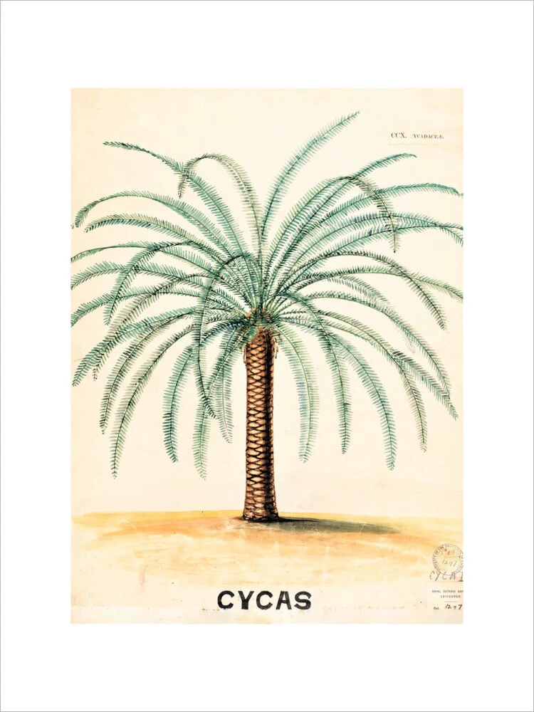 Cycas from John Hutton Balfour Teaching Diagram Collection - Image 7