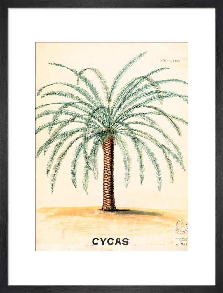 Cycas from John Hutton Balfour Teaching Diagram Collection - Image 8
