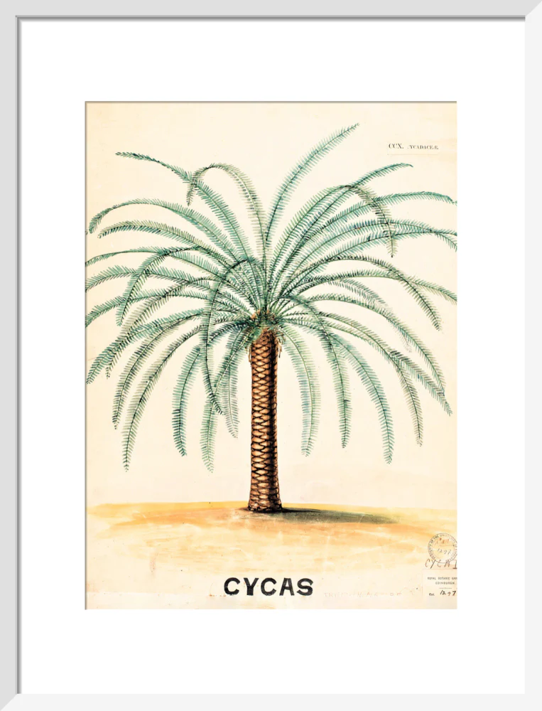 Cycas from John Hutton Balfour Teaching Diagram Collection - Image 9