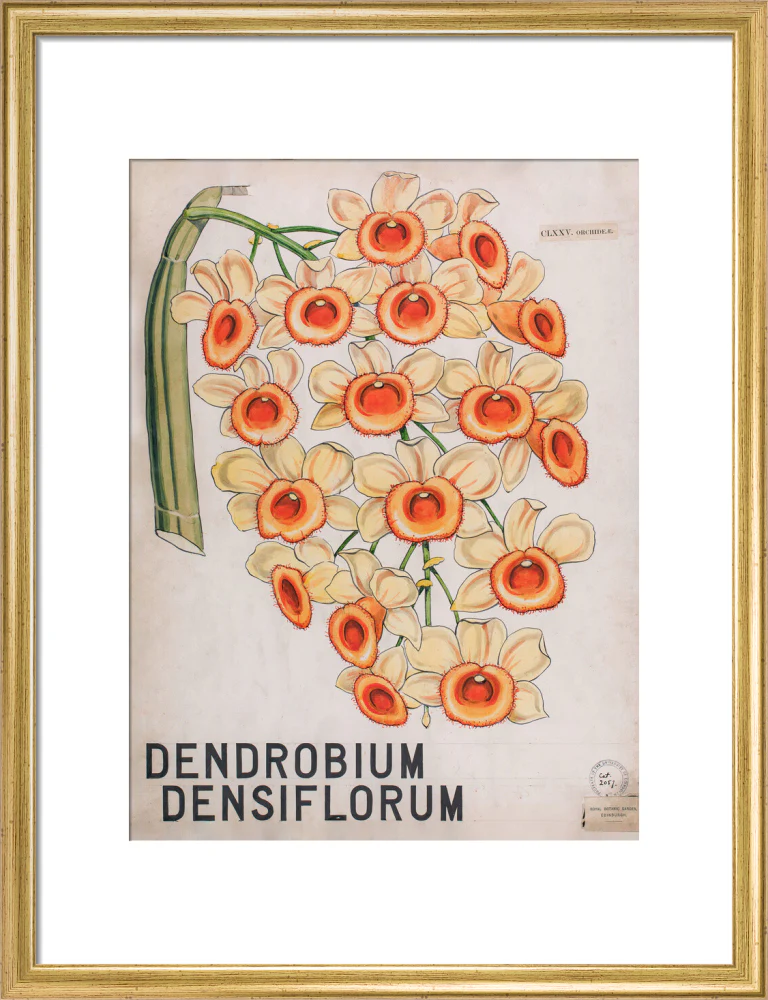 Dendrobium Densiflorum from John Hutton Balfour Teaching Diagram Collection - Image 10