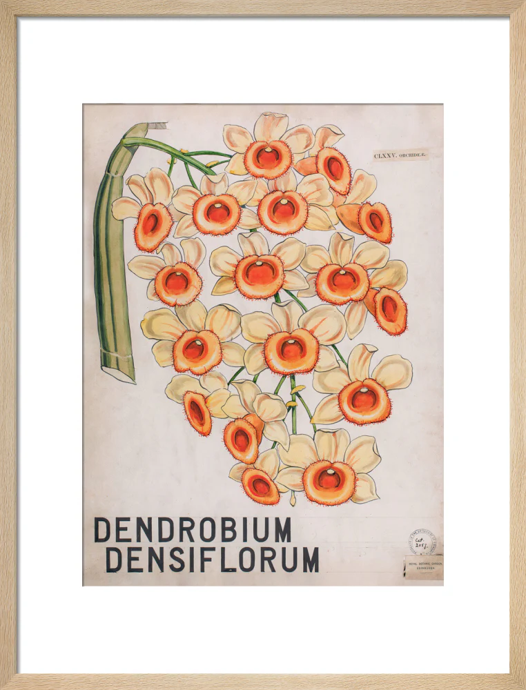 Dendrobium Densiflorum from John Hutton Balfour Teaching Diagram Collection - Image 11