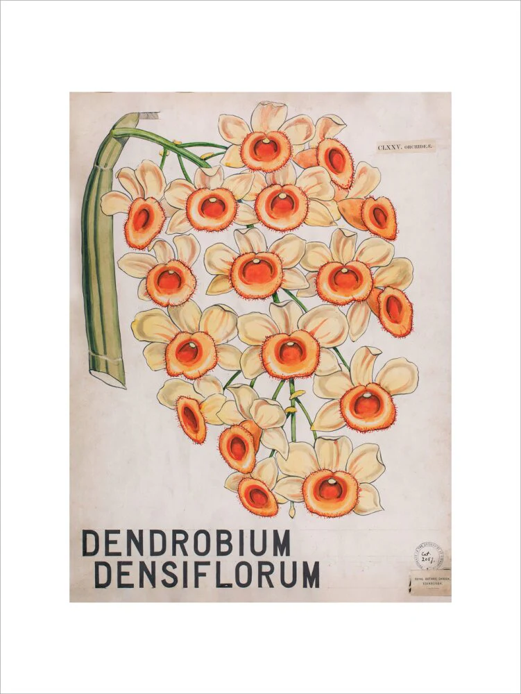 Dendrobium Densiflorum from John Hutton Balfour Teaching Diagram Collection - Image 12