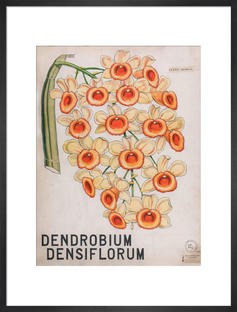 Dendrobium Densiflorum from John Hutton Balfour Teaching Diagram Collection - Image 13