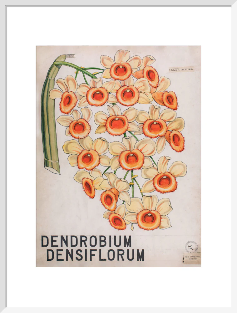 Dendrobium Densiflorum from John Hutton Balfour Teaching Diagram Collection - Image 14