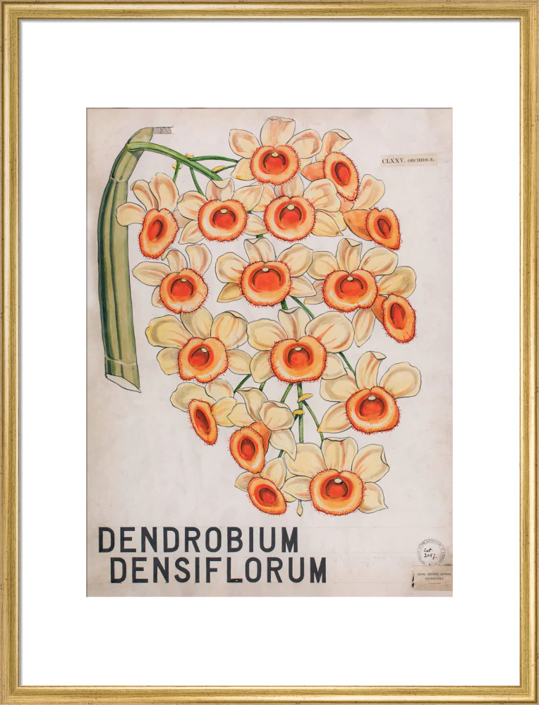 Dendrobium Densiflorum from John Hutton Balfour Teaching Diagram Collection - Image 15