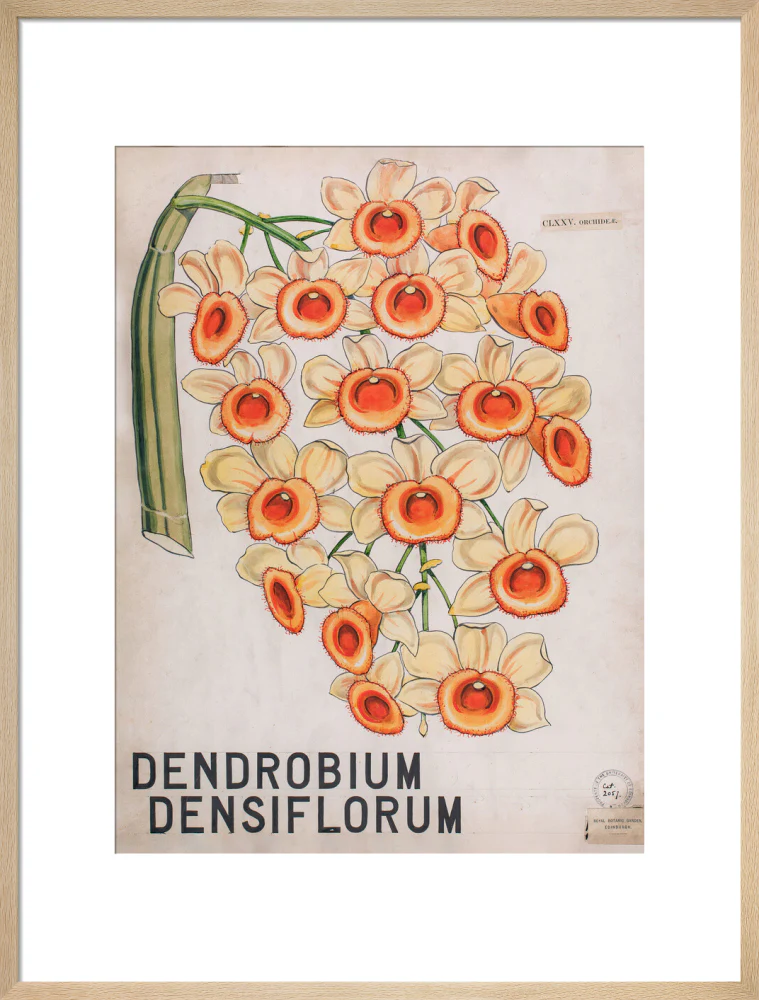 Dendrobium Densiflorum from John Hutton Balfour Teaching Diagram Collection - Image 16