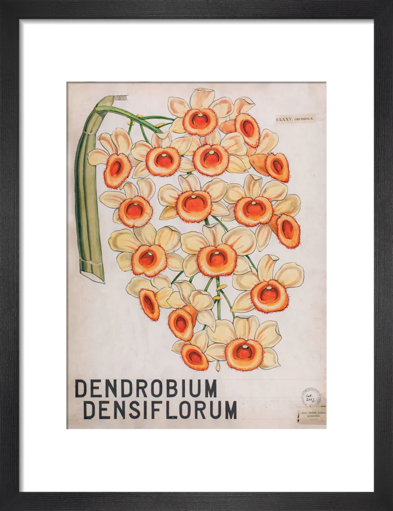 Dendrobium Densiflorum from John Hutton Balfour Teaching Diagram Collection - Image 3