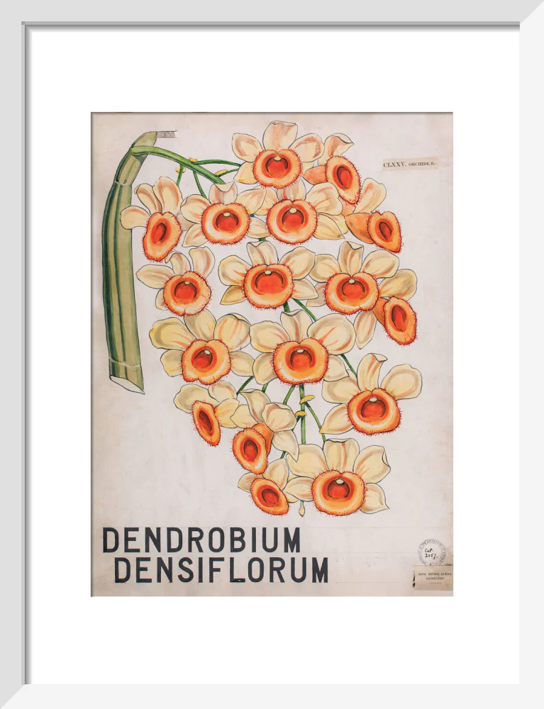 Dendrobium Densiflorum from John Hutton Balfour Teaching Diagram Collection - Image 4
