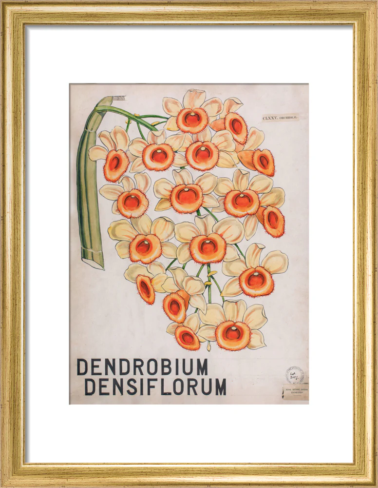 Dendrobium Densiflorum from John Hutton Balfour Teaching Diagram Collection - Image 5