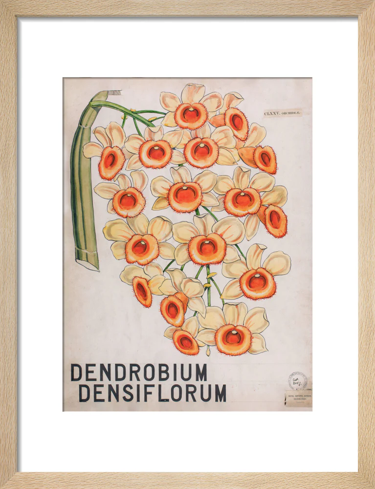 Dendrobium Densiflorum from John Hutton Balfour Teaching Diagram Collection - Image 6