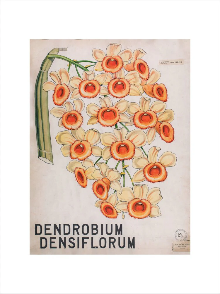 Dendrobium Densiflorum from John Hutton Balfour Teaching Diagram Collection - Image 7
