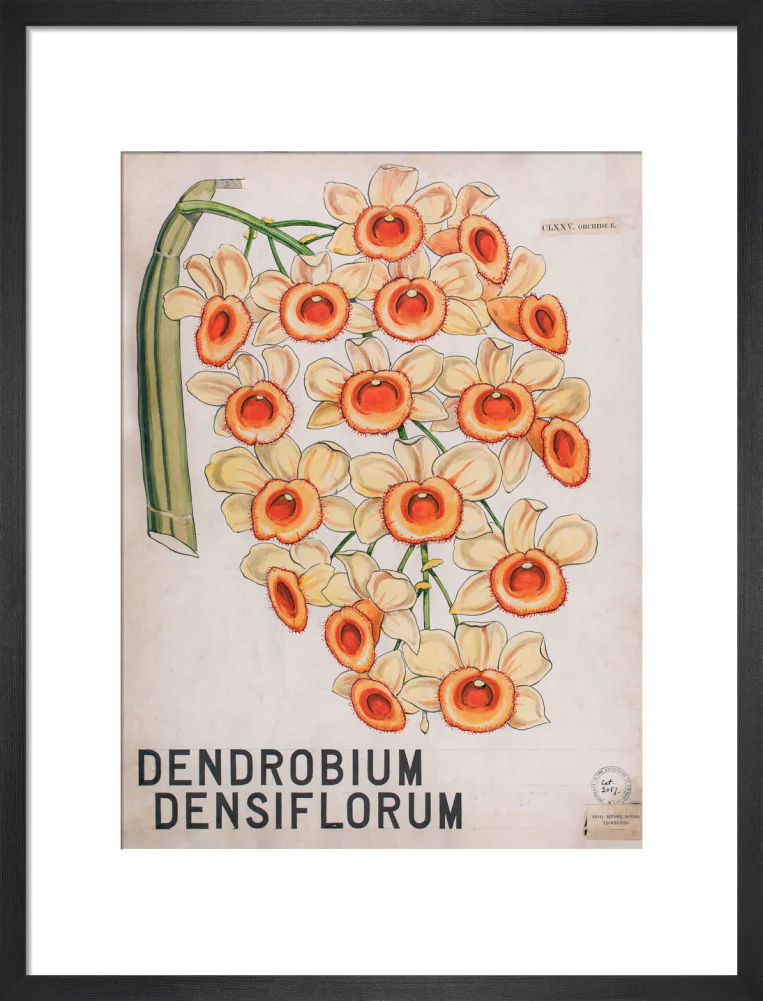 Dendrobium Densiflorum from John Hutton Balfour Teaching Diagram Collection - Image 8