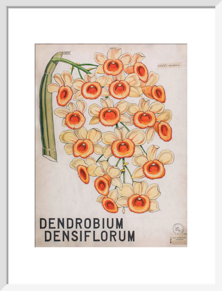Dendrobium Densiflorum from John Hutton Balfour Teaching Diagram Collection - Image 9