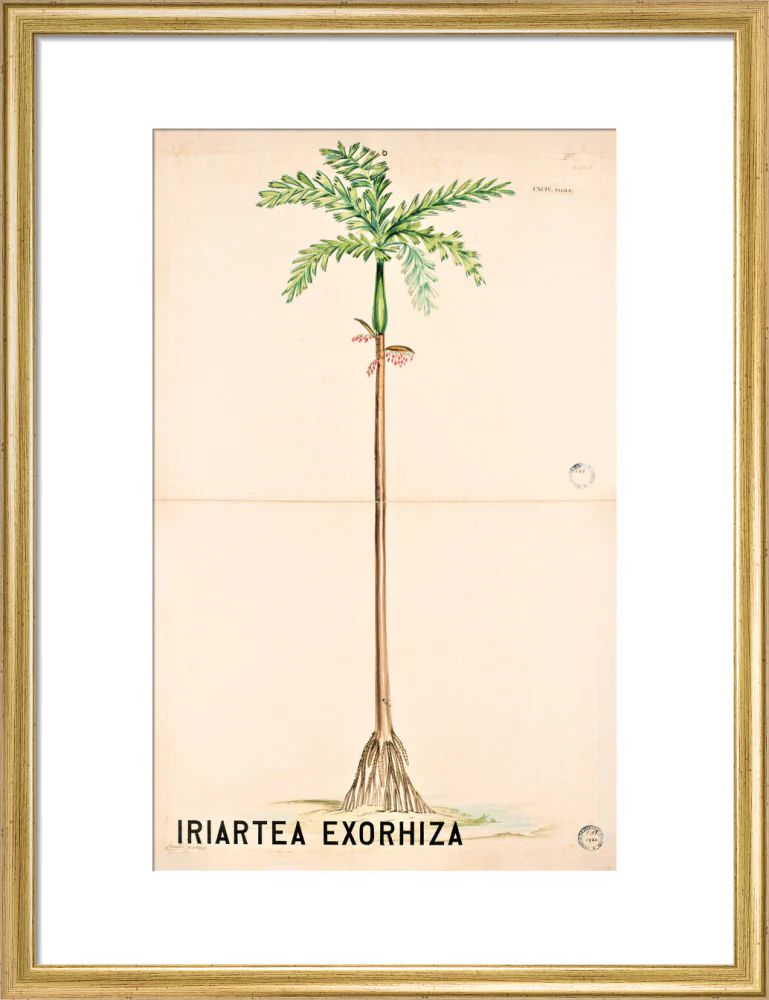 Iriartea Exorrhiza from John Hutton Balfour Teaching Diagram Collection - Image 10